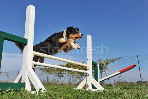 Springen Schäfer reinrassig Gras Hund Stock foto © cynoclub