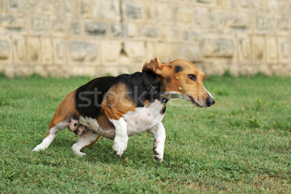 Retrato corrida cão jardim correr Foto stock © cynoclub