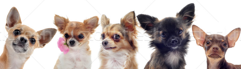 Foto stock: Grupo · retrato · ojos · perros · jóvenes