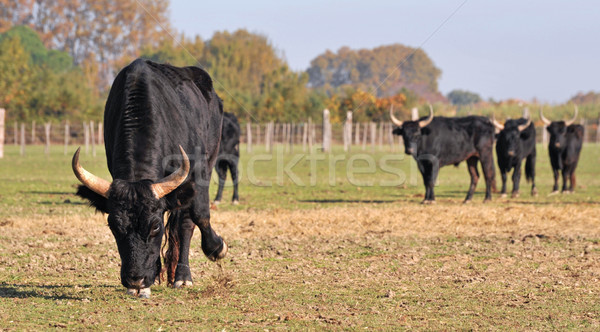 angry bull Stock photo © cynoclub