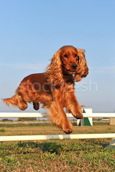 Mozgékonyság fajtiszta képzés égbolt kutya fű Stock fotó © cynoclub