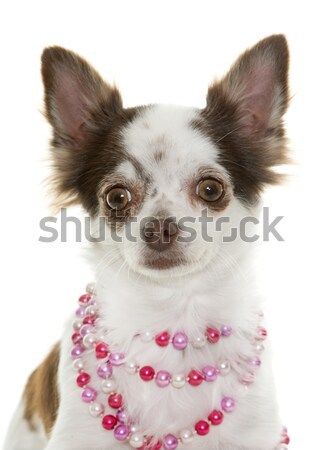 Stock photo: puppies chihuahua