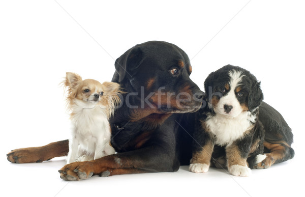 Tre cani cucciolo bovaro del bernese rottweiler gruppo Foto d'archivio © cynoclub