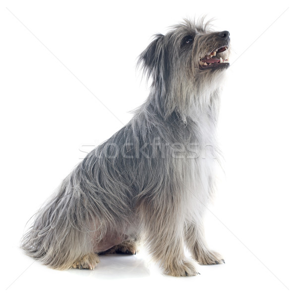 Stock foto: Schäferhund · Porträt · weiß · Hund · Sitzung · Haustier