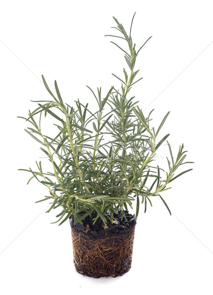 Rosemary Stock photo © cynoclub