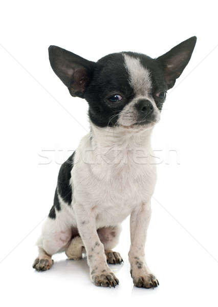 young little chihuahua Stock photo © cynoclub