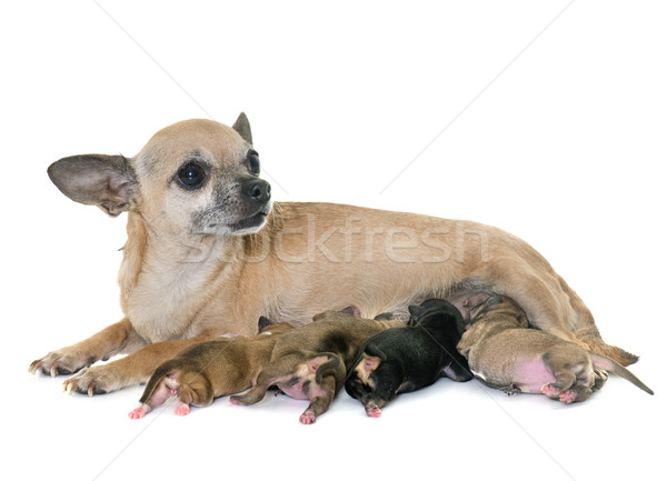 family of chihuahua Stock photo © cynoclub