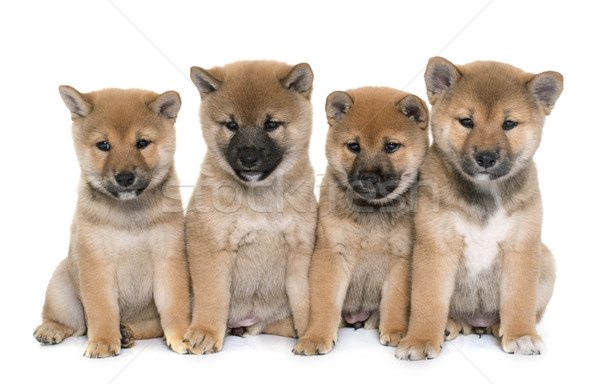 puppies shiba inu Stock photo © cynoclub