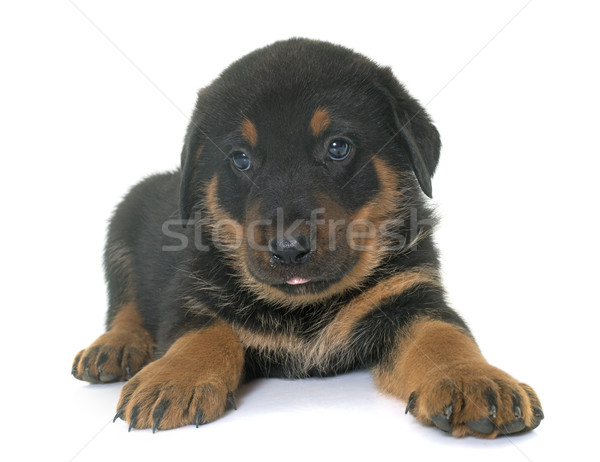 beauceron puppy in studio Stock photo © cynoclub