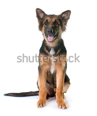 belgian shepherd malinois Stock photo © cynoclub