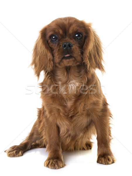 puppy cavalier king charles Stock photo © cynoclub