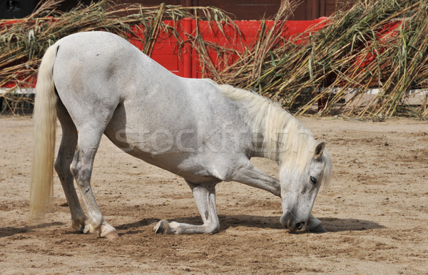Stock fotó: Ló · íj · képzett · fehér · ló · cirkusz · állat