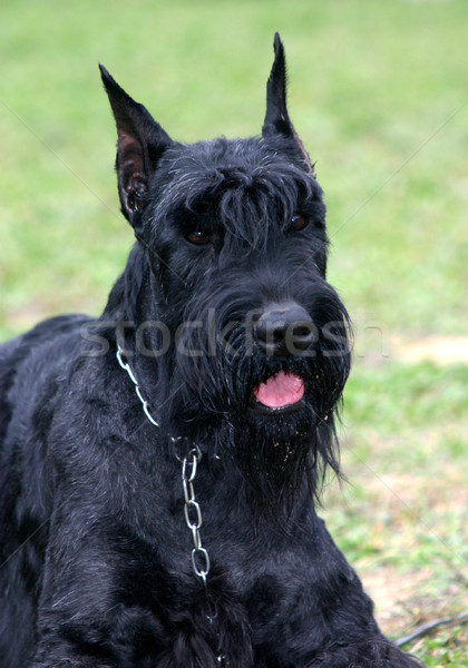 Ritratto nero cane erba bella Foto d'archivio © cynoclub