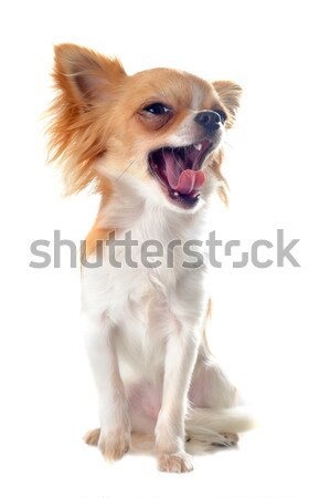 yawning chihuahua Stock photo © cynoclub