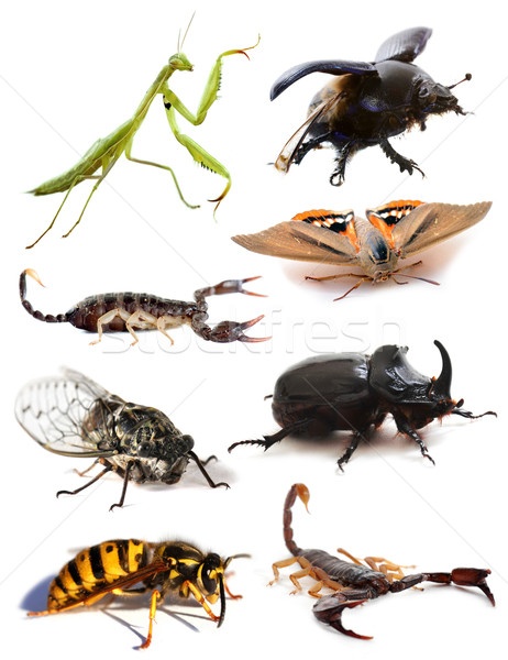 insects and scorpions Stock photo © cynoclub