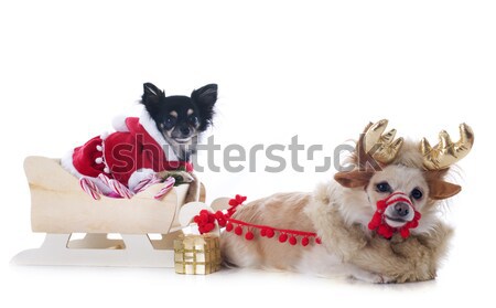 Foto stock: Reno · perro · dulces · animales · presente · Navidad