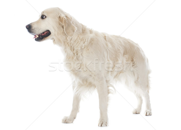 golden retriever Stock photo © cynoclub