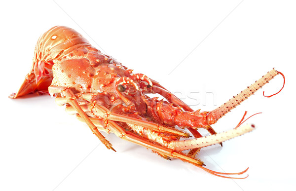 crayfish Stock photo © cynoclub