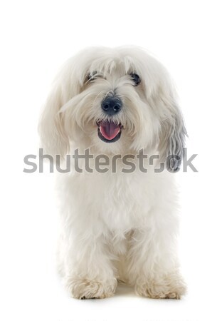 Coton de Tulear Stock photo © cynoclub