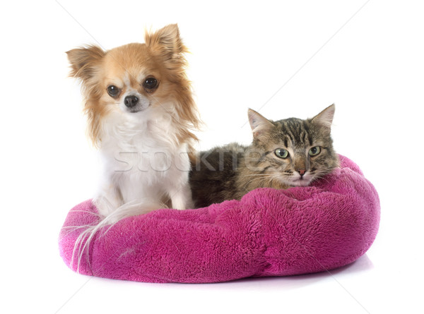 tabby cat and chihuahua Stock photo © cynoclub