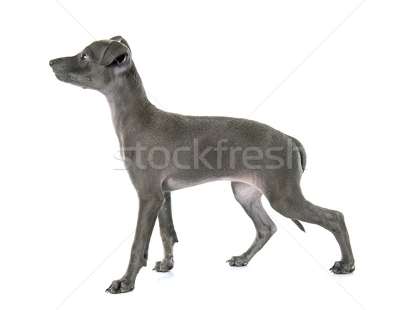 puppy italian greyhound Stock photo © cynoclub