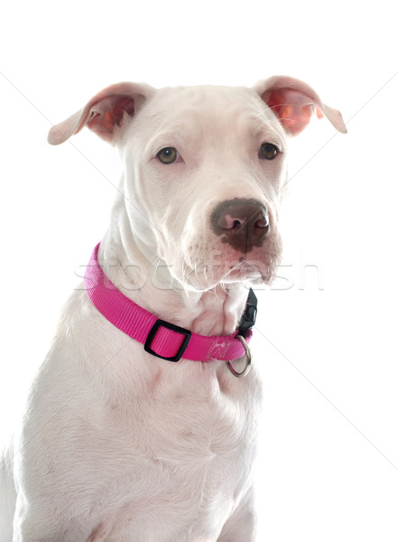 Młodych pitbull terier amerykański biały zwierząt Zdjęcia stock © cynoclub