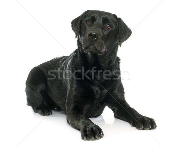 female black labrador retriever Stock photo © cynoclub