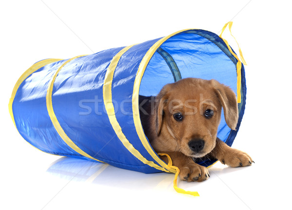 puppy labrador retriever playing Stock photo © cynoclub