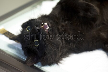 Erkek kedi resim tıp hayvan makas Stok fotoğraf © cynoclub