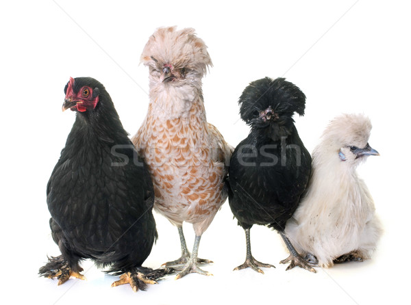 Stok fotoğraf: Grup · tavuk · beyaz · kuş · siyah · stüdyo