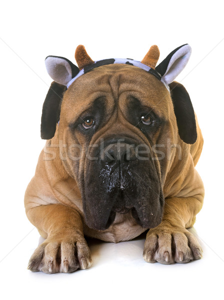 子犬 牛 マスチフ 犬 動物 ペット ストックフォト © cynoclub