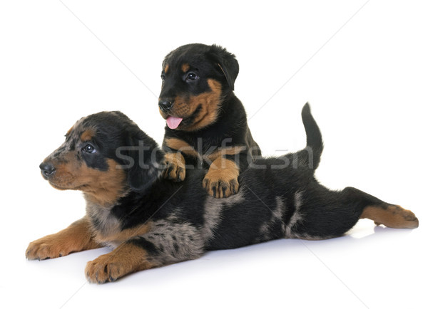 puppies beauceron in studio Stock photo © cynoclub