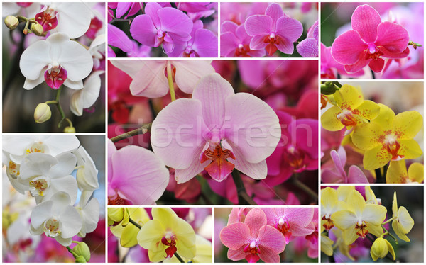 phalaenopsis Stock photo © cynoclub