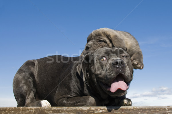Olasz masztiff anya kutyakölyök fajtiszta együtt Stock fotó © cynoclub