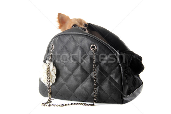 Foto stock: Viajar · saco · cão · cabeça · cesta · estúdio