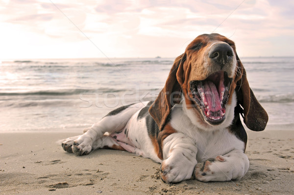 yawning basset hound Stock photo © cynoclub