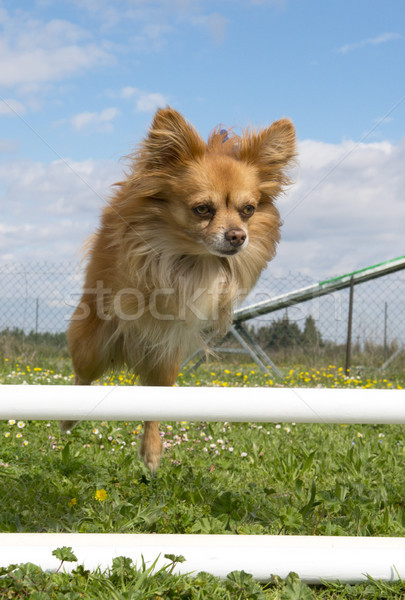 Springen portret cute opleiding Stockfoto © cynoclub