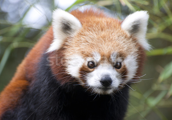 red panda Stock photo © cynoclub