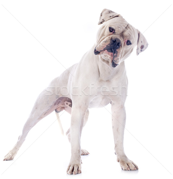 American bulldog bianco animale maschio bulldog sfondo bianco Foto d'archivio © cynoclub