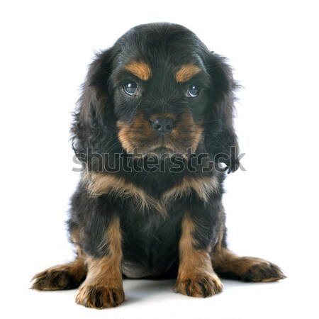 puppy cavalier king charles Stock photo © cynoclub