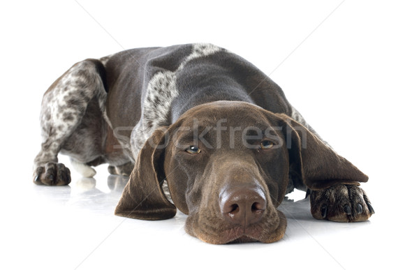 German Shorthaired Pointer Stock photo © cynoclub