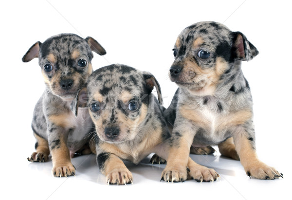 puppies chihuahua Stock photo © cynoclub