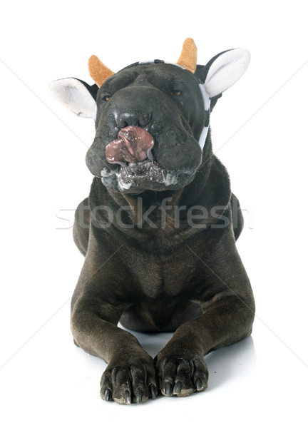 shar pei cow Stock photo © cynoclub