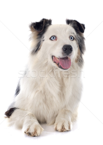 Foto stock: Australiano · pastor · branco · cão · azul · animal · de · estimação