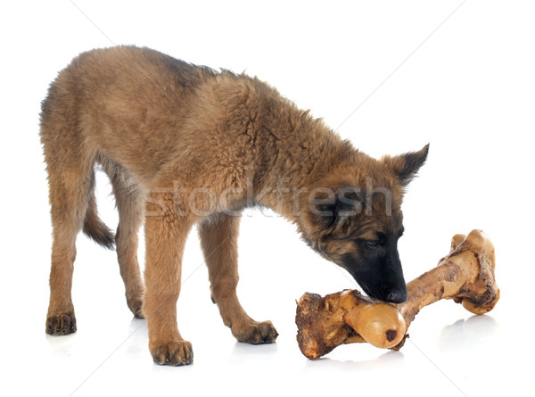 Belgian Shepherd Tervuren and bone Stock photo © cynoclub