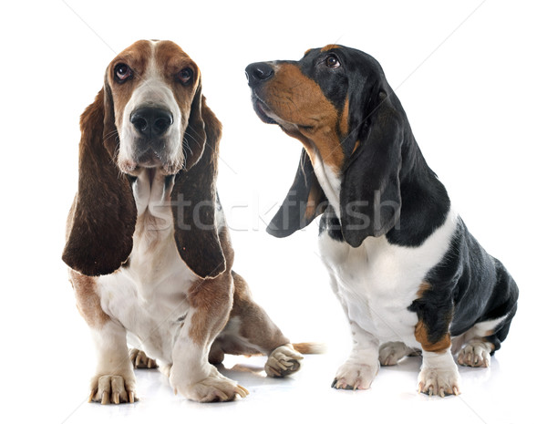 son los basset hound euro sanos