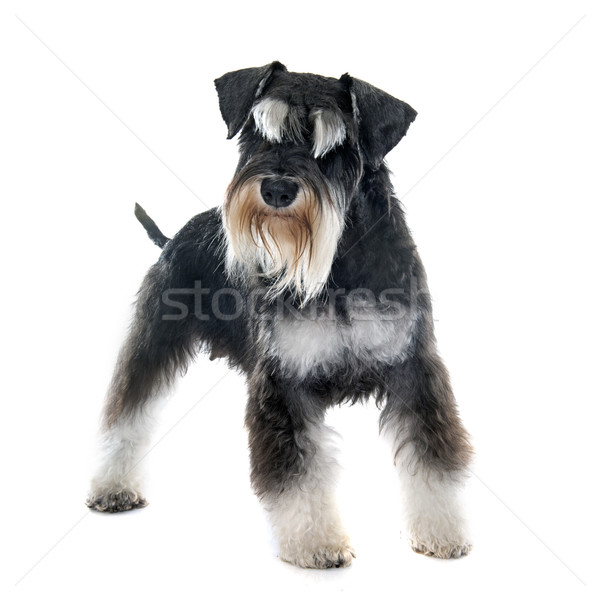 Adulto miniatura schnauzer cucciolo bianco nero Foto d'archivio © cynoclub
