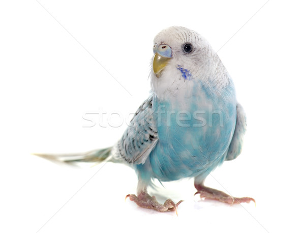 Mascota aves azul animales estudio masculina Foto stock © cynoclub