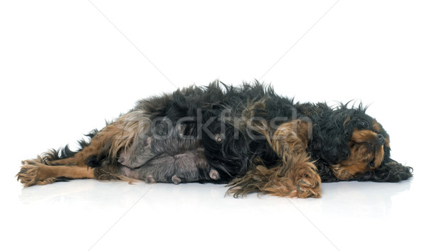 Gravidă rege sân grăsime animale de companie stomac Imagine de stoc © cynoclub