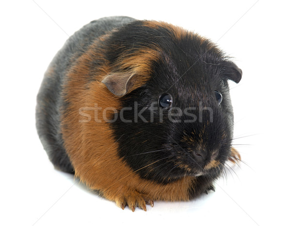 guinea pig in studio Stock photo © cynoclub